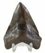 Brown, Fossil Megalodon Tooth - Georgia #89003-1